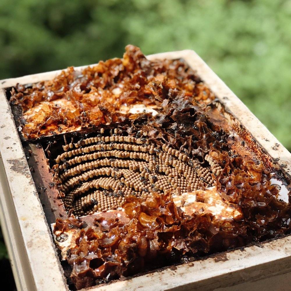 Hunter Candles Chiswick Collab soy wax candle with native bee honey and thyme scent handcrafted in Sydney