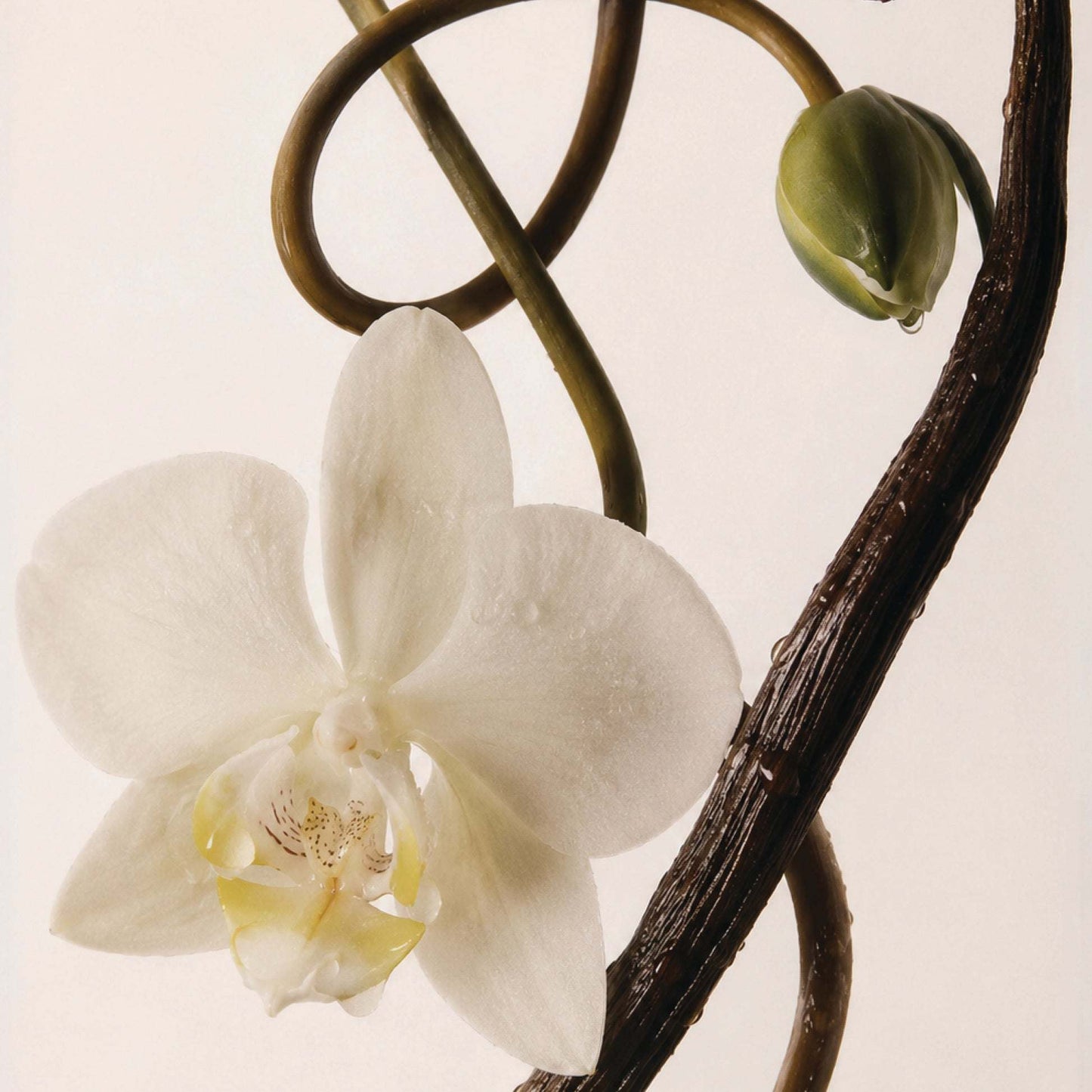 Odesse Vanilla Vanilla Extrait De Parfum ingredients vanilla bean and orchid at 9to5 Studios