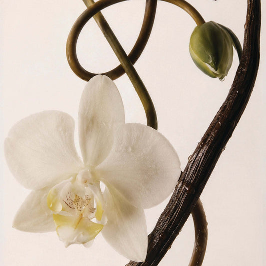 Odesse Vanilla Vanilla Extrait De Parfum ingredients vanilla bean and orchid at 9to5 Studios