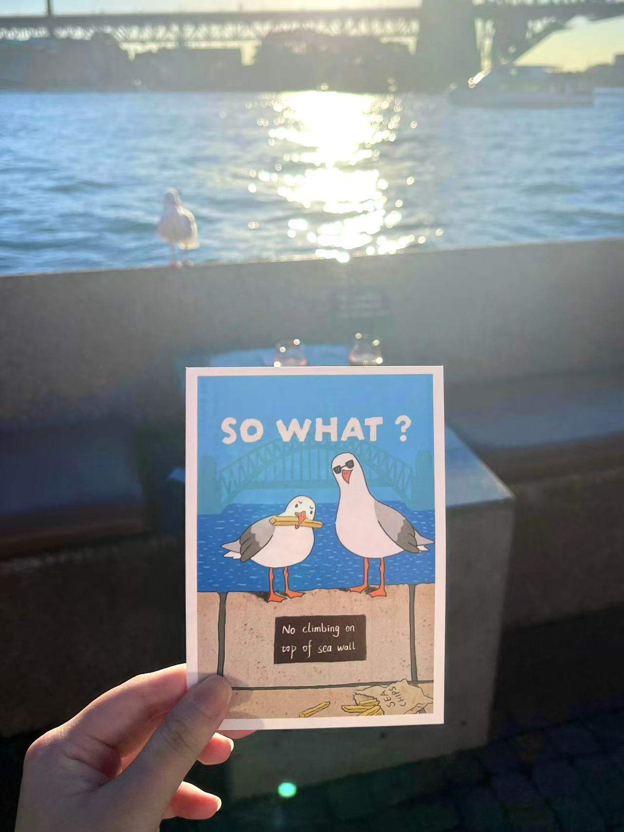 +61 Studio SO WHAT? postcard featuring cheeky seagulls with chip and sunglasses against Sydney Harbour Bridge, held in hand on textured 650gsm cardstock