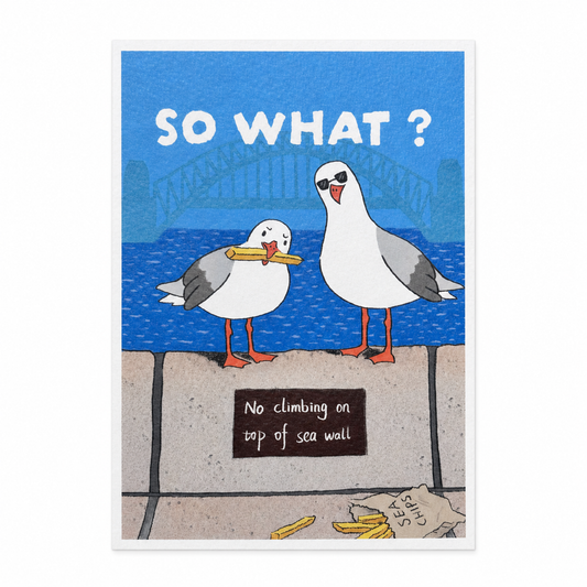 +61 Studio SO WHAT postcard featuring fry-stealing seagulls and Sydney sea wall scene